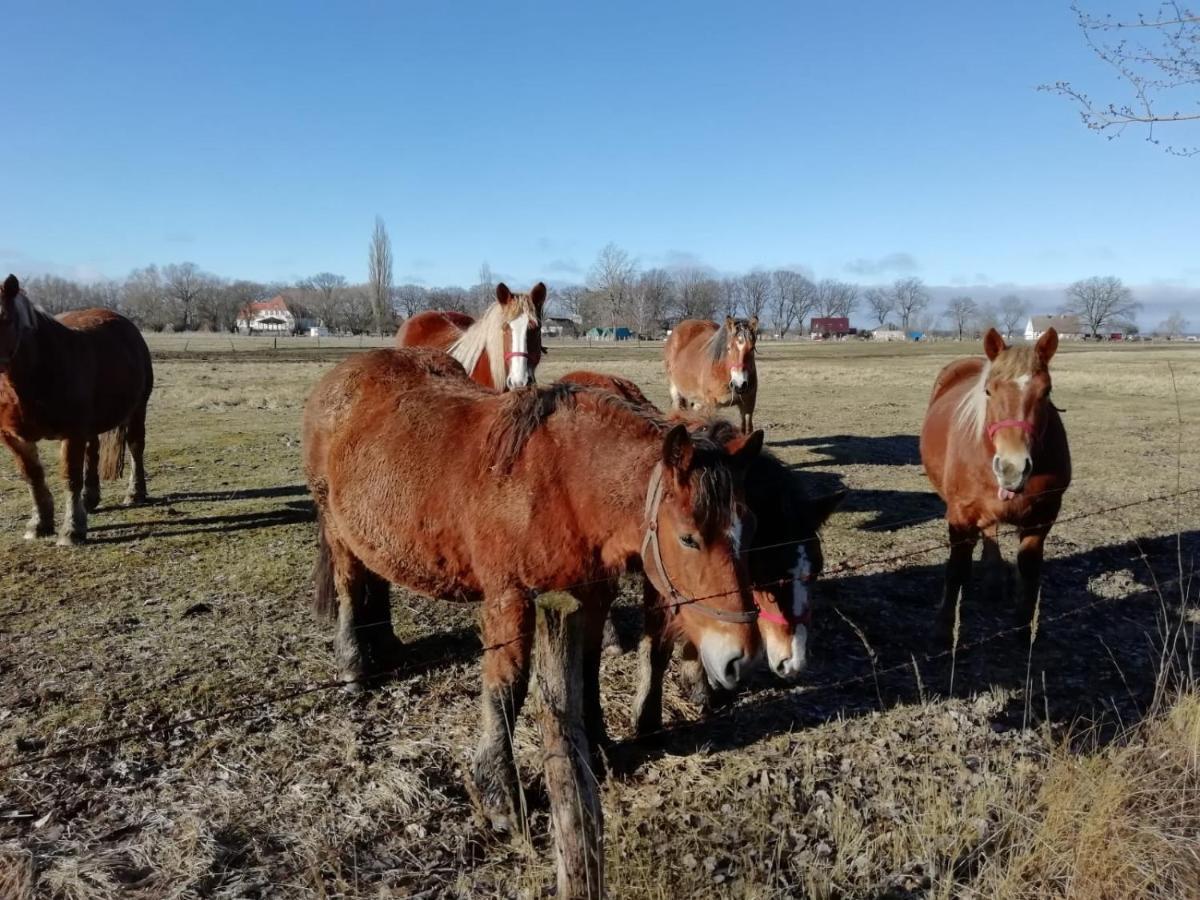 Vila Domek Letniskowy Szuwarek Svinoústí Exteriér fotografie